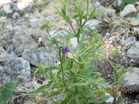 determinazione - Viola sp.